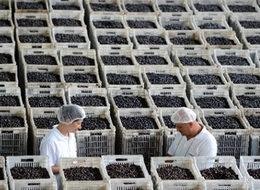 Zeytinde 'halkalı leke' tehlikesi