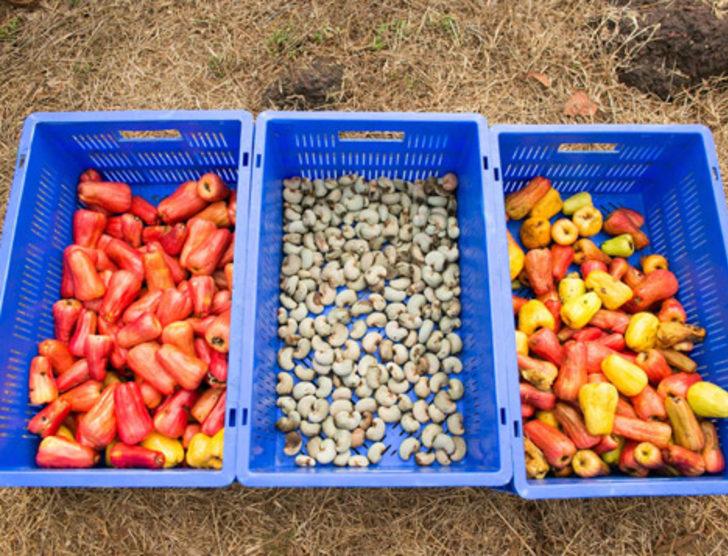 Bir tane bile yiyen hemen atılıyor G4