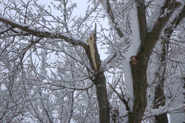 Yoğun kar yağışı Harput&rsquo;ta &ccedil;ok sayıda ağacın dallarını kırdı 1