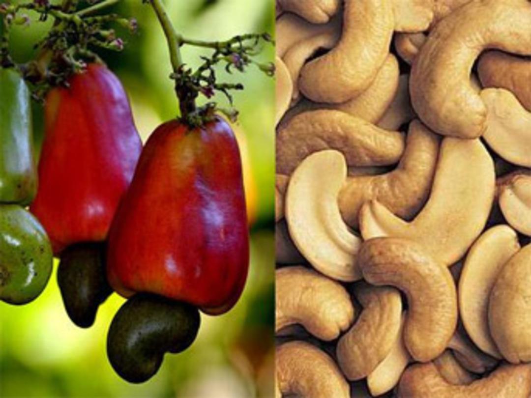 Bir tane bile yiyen hemen atılıyor