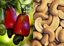 Bir tane bile yiyen hemen atılıyor