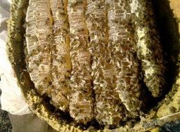 Kilosu 850 liradan satılacak