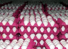 Yumurta fiyatları eylülde yüzde 15 zamlandı