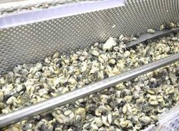 Sinop'tan Uzak Doğu'ya !