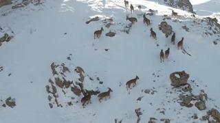 Erzincan’da dağ keçileri karlı arazide yiyecek ararken görüntülendi