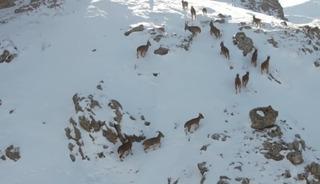 Erzincan&rsquo;da dağ ke&ccedil;ileri karlı arazide yiyecek ararken g&ouml;r&uuml;nt&uuml;lendi