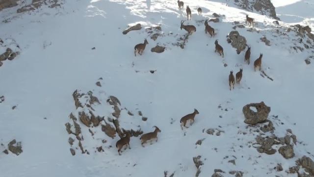 Erzincan’da dağ keçileri karlı arazide yiyecek ararken görüntülendi