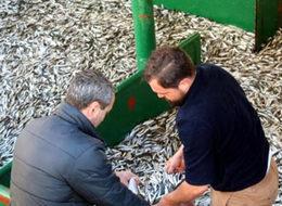 Kilosu 1 liradan satılan hamsiye yoğun ilgi