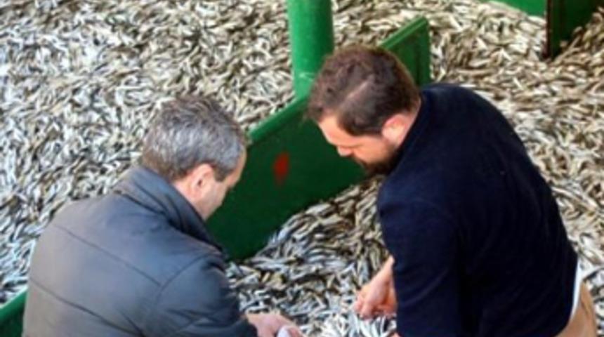 Kilosu 1 liradan satılan hamsiye yoğun ilgi