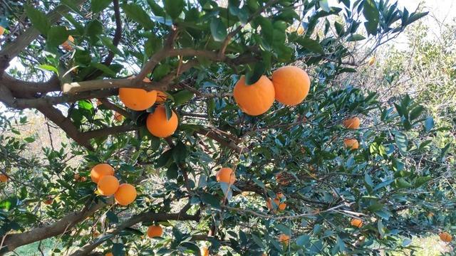 Portakal &ccedil;alarken su&ccedil;&uuml;st&uuml; yakalandılar 2