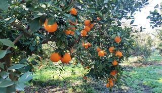 Portakal &ccedil;alarken su&ccedil;&uuml;st&uuml; yakalandılar