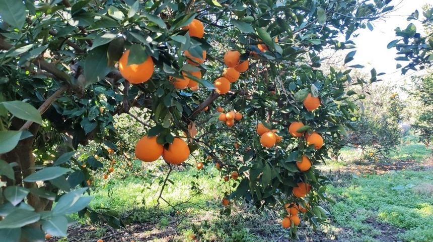 Portakal &ccedil;alarken su&ccedil;&uuml;st&uuml; yakalandılar