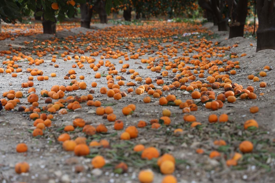 "Bedavaya gelin, toplayın" &ccedil;ağrısı yapıldı! Dalda &ccedil;&uuml;r&uuml;yen mandalinalar gelecek yılı tehdit ediyor 1