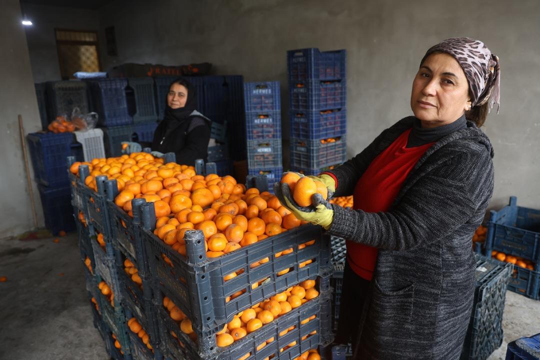 "Bedavaya gelin, toplayın" &ccedil;ağrısı yapıldı! Dalda &ccedil;&uuml;r&uuml;yen mandalinalar gelecek yılı tehdit ediyor 2