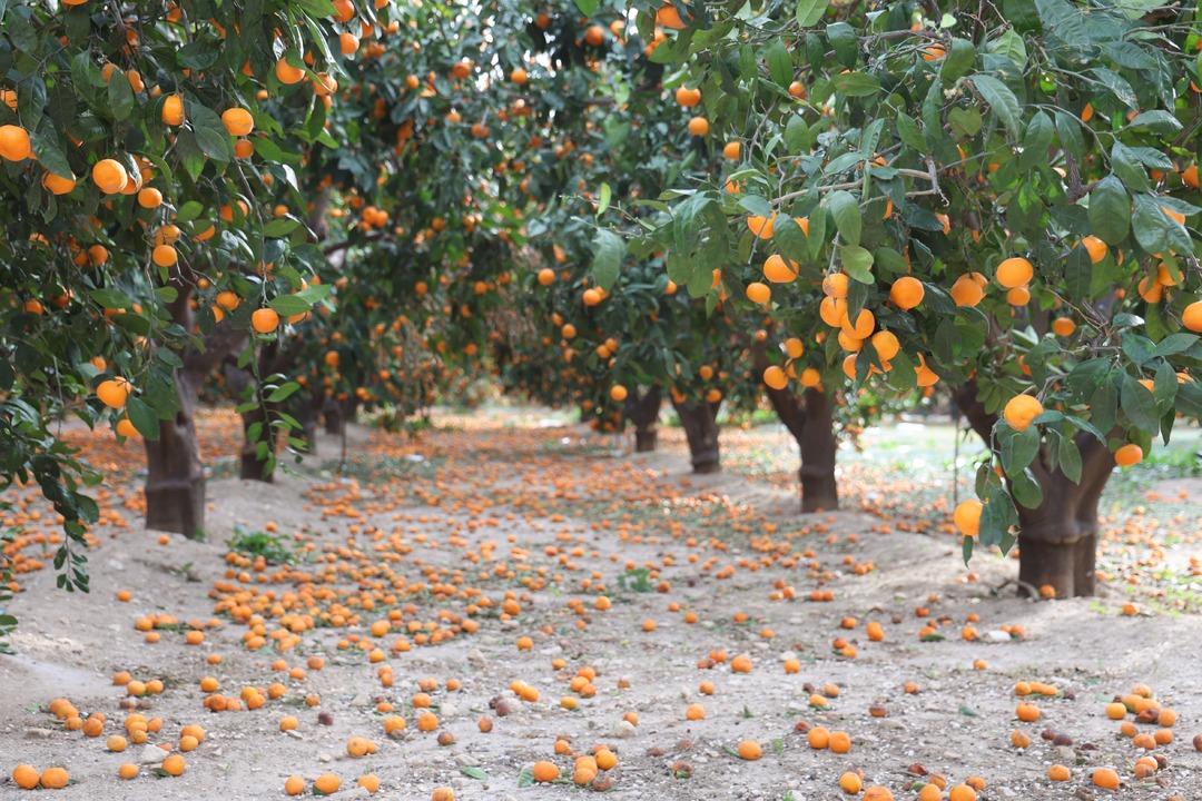 "Bedavaya gelin, toplayın" &ccedil;ağrısı yapıldı! Dalda &ccedil;&uuml;r&uuml;yen mandalinalar gelecek yılı tehdit ediyor 3