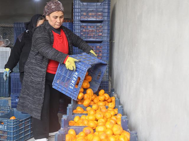 "Bedavaya gelin, toplayın" &ccedil;ağrısı yapıldı! Dalda &ccedil;&uuml;r&uuml;yen mandalinalar gelecek yılı tehdit ediyor