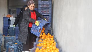 Bedavaya gelin, toplayın çağrısı yapıldı! Dalda çürüyen mandalinalar gelecek yılı tehdit ediyor