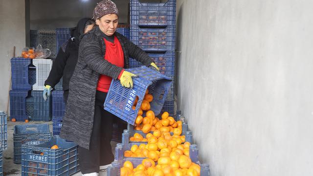 Bedavaya gelin, toplayın çağrısı yapıldı! Dalda çürüyen mandalinalar gelecek yılı tehdit ediyor