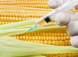 GDO'lu 8 ürüne ithalat izni!