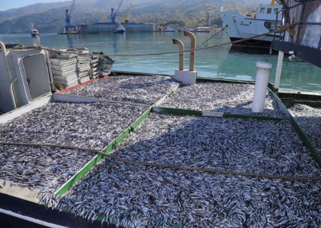 Bir gecede 170 ton hamsi avladılar 2