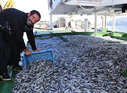 Bir gecede 170 ton hamsi avladılar