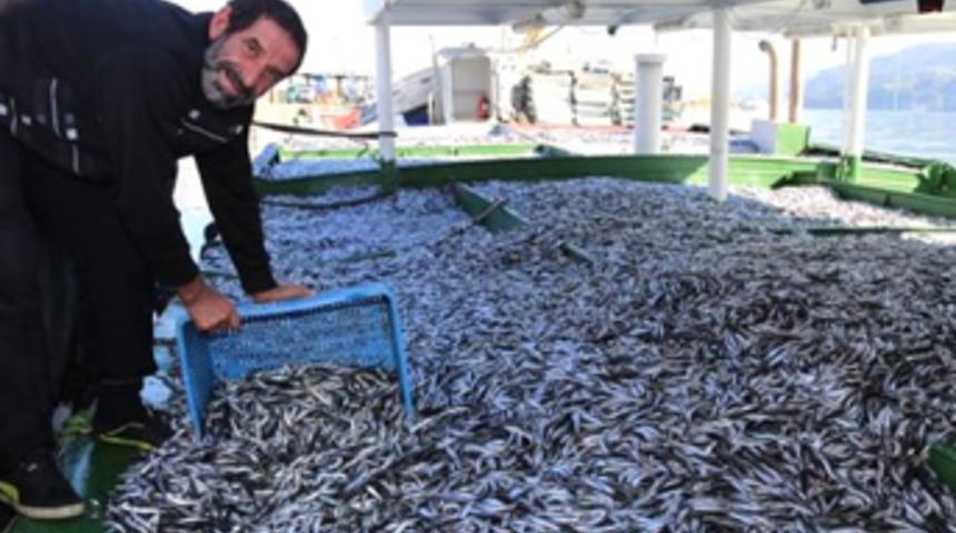 Bir gecede 170 ton hamsi avladılar