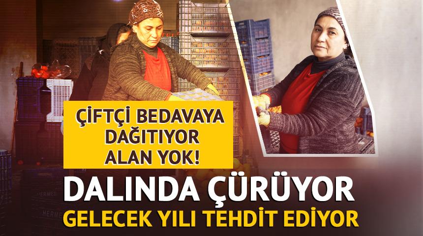 "Bedavaya gelin, toplayın" &ccedil;ağrısı yapıldı! Dalda &ccedil;&uuml;r&uuml;yen mandalinalar gelecek yılı tehdit ediyor