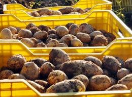 Fiyatı yarı yarıya düştü, üretici isyanda!