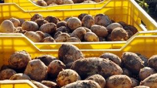 Fiyatı yarı yarıya düştü, üretici isyanda!