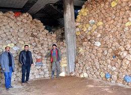 Tonlarca patates terör yüzünden ellerinde kaldı