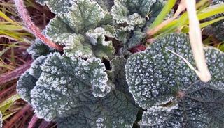 Muğla&rsquo;nın sahil kesimlerine zirai don uyarısı