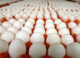 Yumurtada satış kurallarına uymayana 10 bin lira ceza