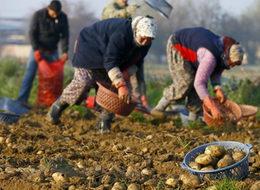 Patates fiyatında büyük düşüş