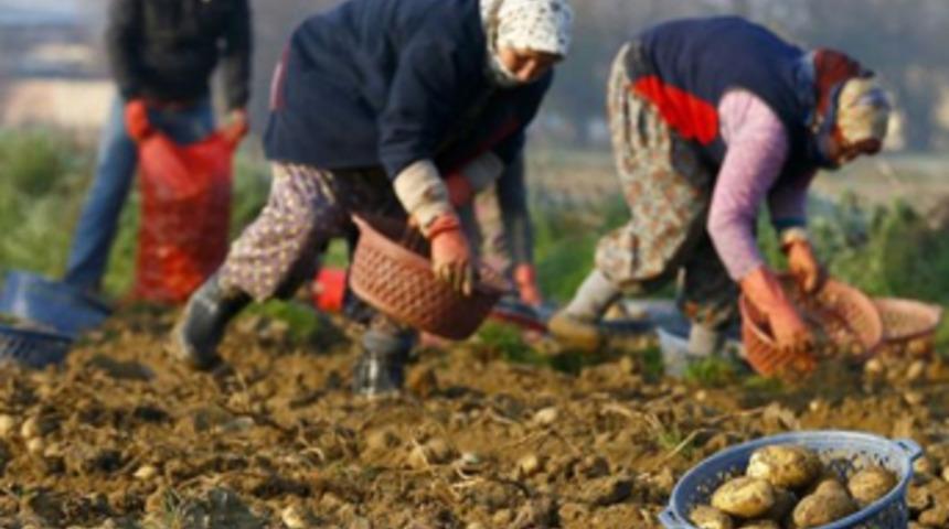 Patates fiyatında büyük düşüş
