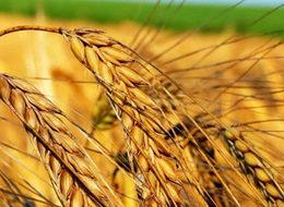 Rusya, Türkiye için buğdayda fiyat indirdi