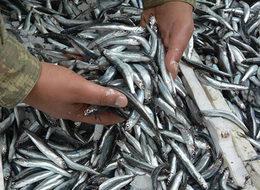 Hamsinin kilogramı 20 liraya çıktı