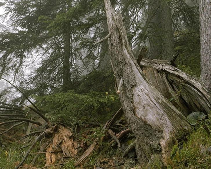 Bu fotoğraftaki keskin nişancıyı bulun G5