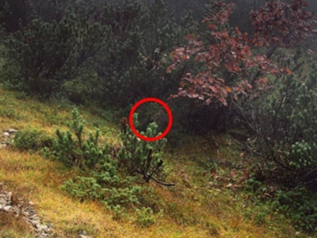 Bu fotoğraftaki keskin nişancıyı bulun