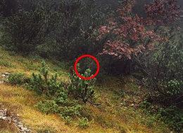 Bu fotoğraftaki keskin nişancıyı bulun