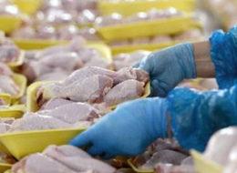 23 ton antibiyotikli Türk tavuğunu geri yollayacak