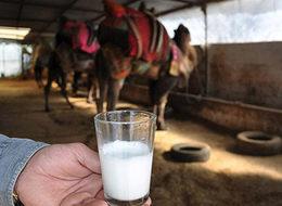 Litresi 50 lira olan deve sütü yok satıyor