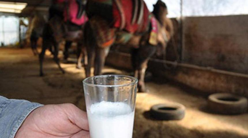 Litresi 50 lira olan deve sütü yok satıyor