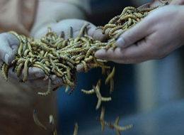 Un kurduna yoğun talep