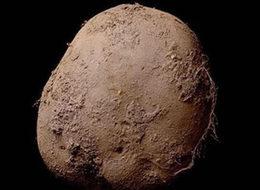 Tek bir patatesi 3 milyon liraya sattı