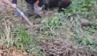 Domuzun saldırısından avcı arkadaşları kurtardı