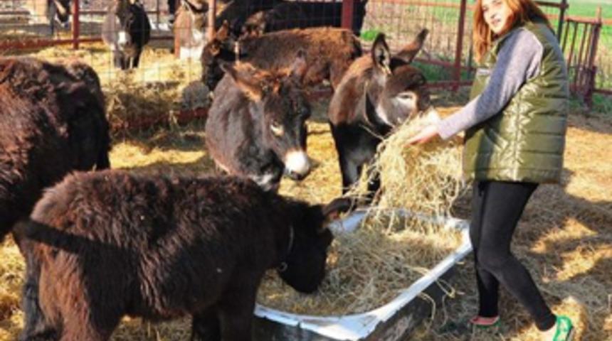 Eşek sütü 100 liraya çıktı, eşek karaborsaya düştü