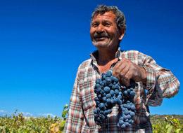 Economist: AKP'den şarap sektörüne içeride baskı, dışarıda destek