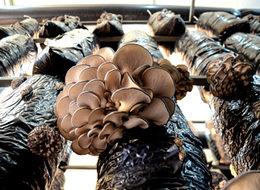 Kırmızı ete rakip çıktı! Kilosu 10 lira