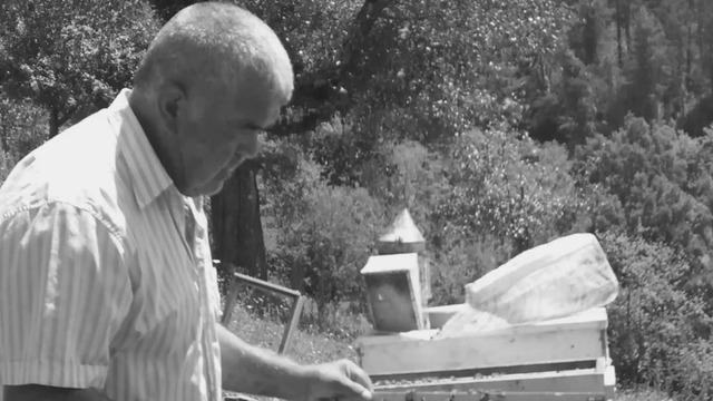 Bartın'da kahreden olay: Kestiği ağacın altında kalan yaşlı adam öldü!