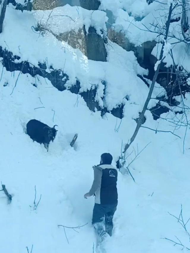 İş makinesi operat&ouml;r&uuml; karda kaybolan ke&ccedil;iyi sahiplerine ulaştırdı 1